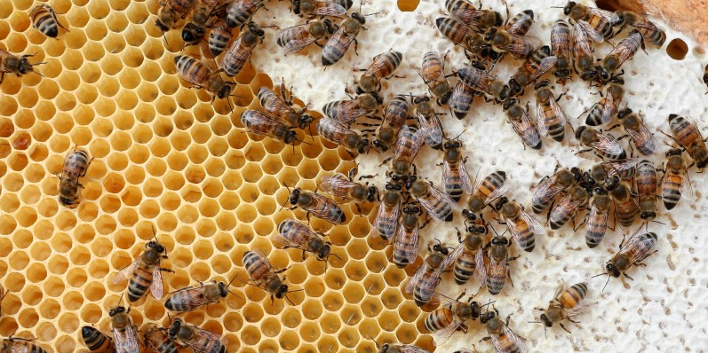 Interdiction de cinq pesticides tueurs d'abeilles