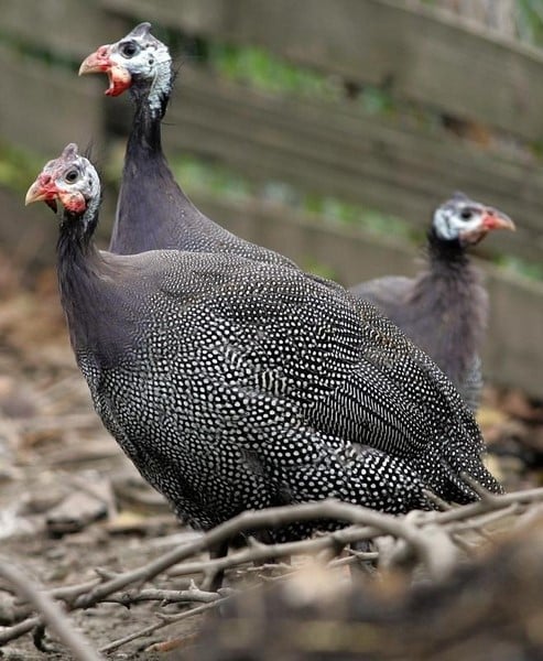 Un cas de grippe aviaire detecte dans le tarn