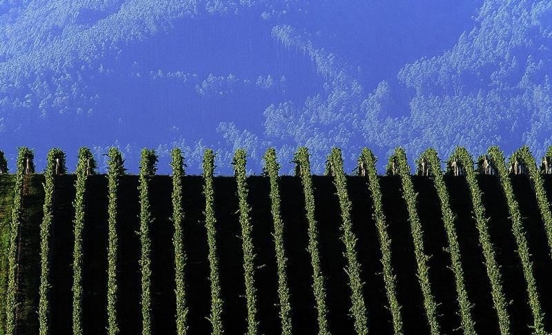 Hausse des exportations de vins en 2014 en australie