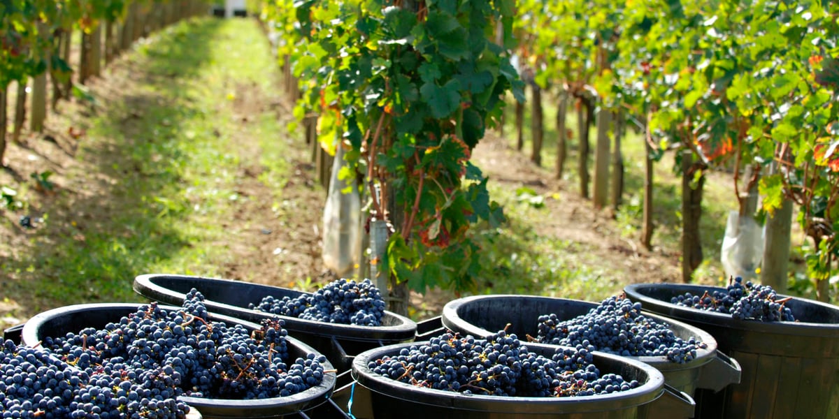 Les surfaces de rouge déclinent dans le vignoble bordelais.