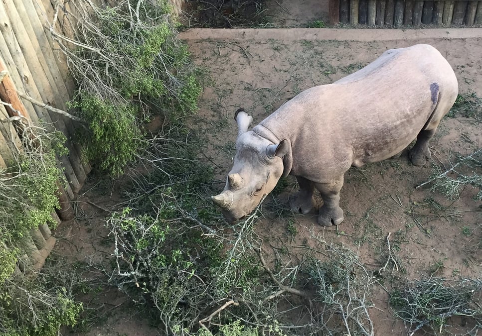 Mort de deux des six rhinoceros noirs reintroduits au tchad