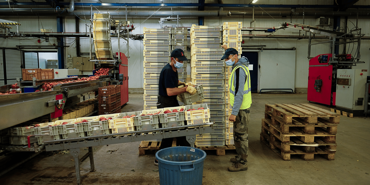L'AOP Pêches et abricots de France regroupe aujourd'hui 80 % de la production française de pêches, majoritairement dans le Roussillon et la plaine de la Crau.