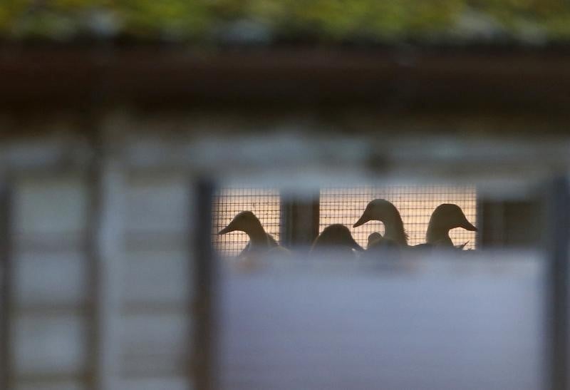 La grippe aviaire touche les pyrenees -atlantiques 