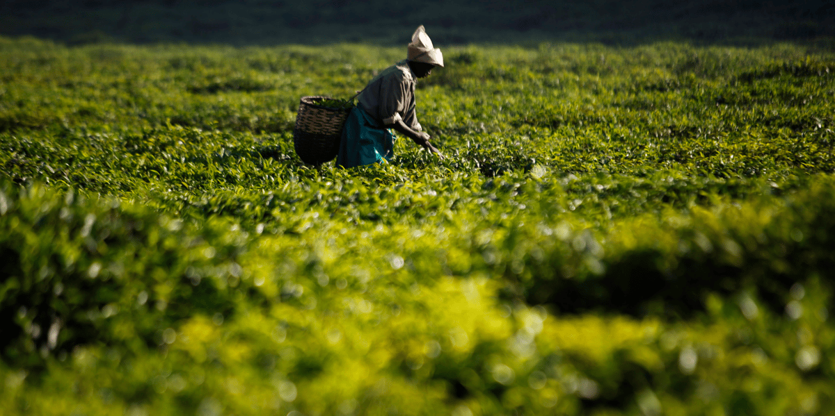 agriculture rwanda
