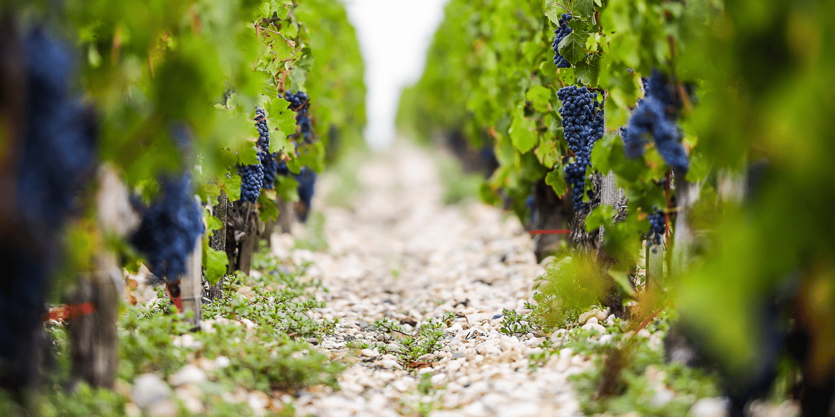 Vendanges