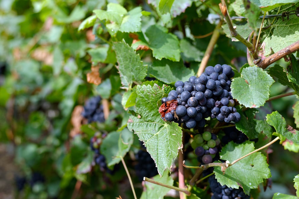 Vigne Raisin