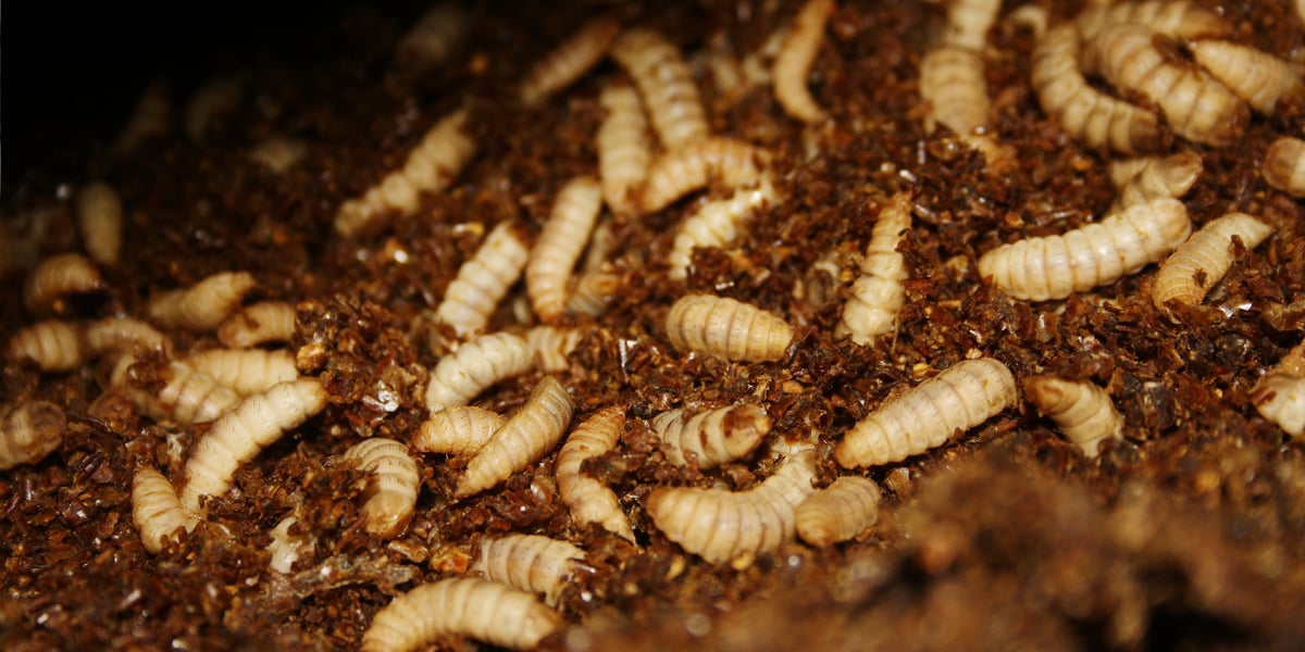 Agronutris va implanter une usine de production ainsi qu'un élevage de mouches à Reims.