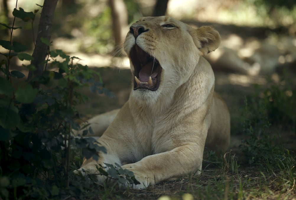 La liste des especes animales et vegetales menacees s'allonge 