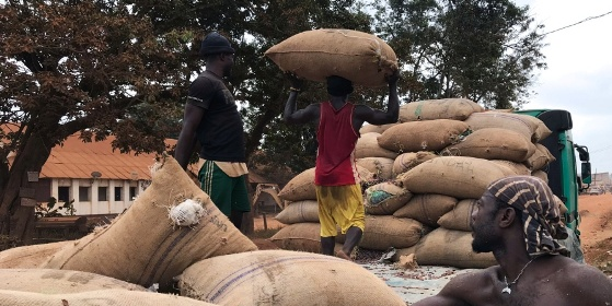 cacao fèves Cameroun