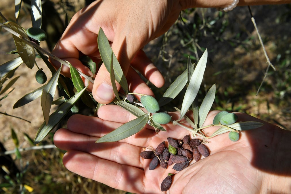 Italie: l'huile d'olive et le vin de toscane impactes par la secheresse