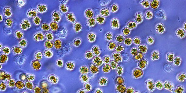 Microbia Environnement