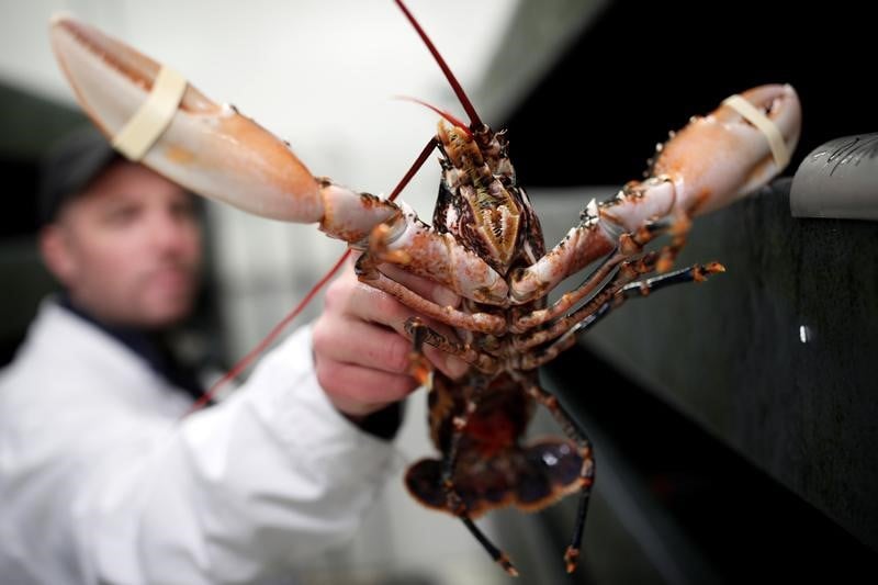 En suisse, merci d'assommer le homard avant de le cuire