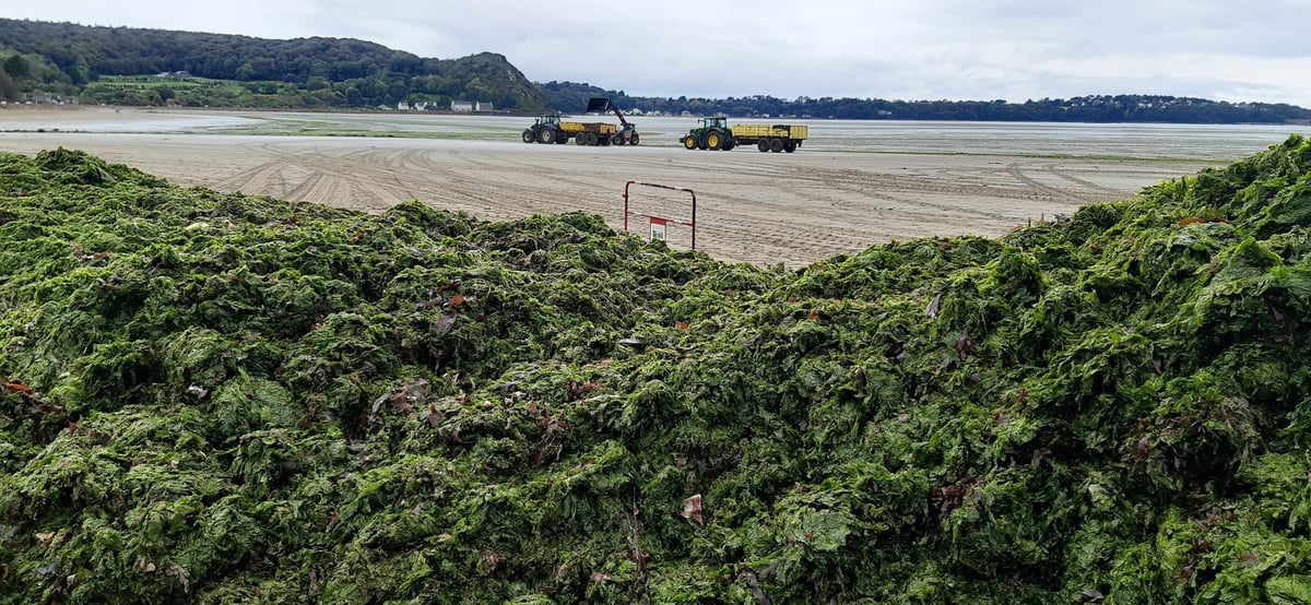 Dans les huit baies bretonnes concernées par les marées vertes, les algues doivent être ramassées lorsqu'elles sont encore fraîches, soit 24 à 48 heures après leur échouage.