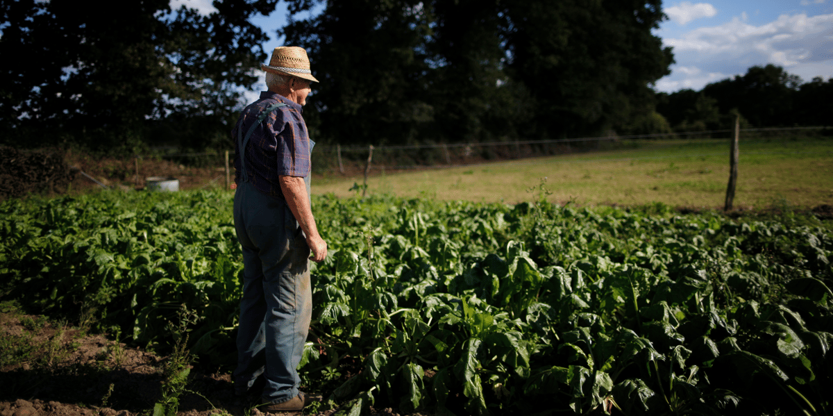 fermier, champ, agriculteur, paysan, betterave, agriculture, avenir
