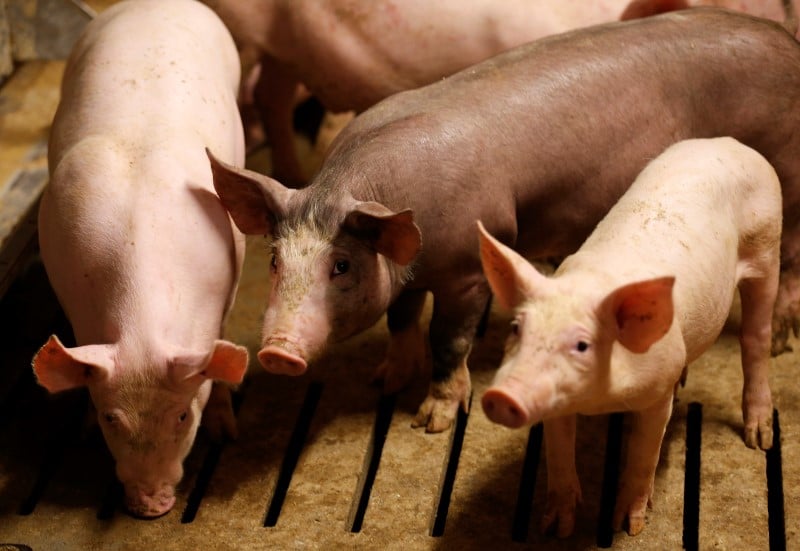 Un plan pour la filiere porcine bretonne en preparation