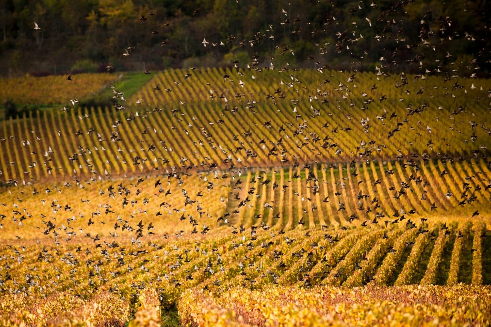 Paysage de la Bourgogne viticole en automne