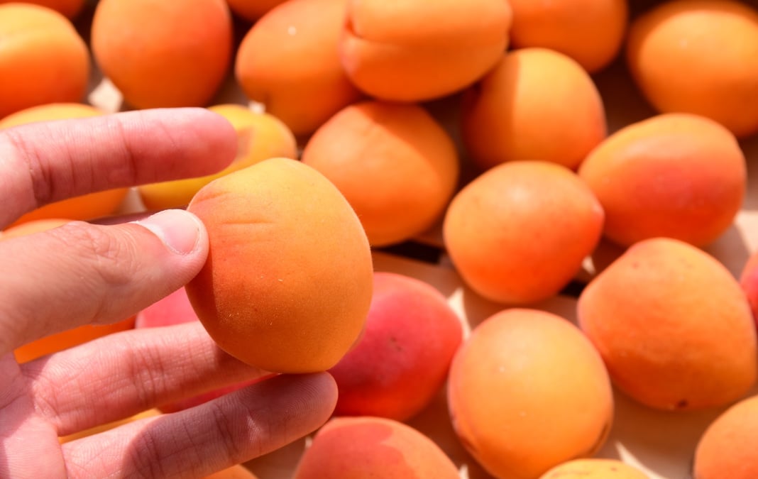 Les abricots sont concernés par la baisse des ventes observée actuellement.
