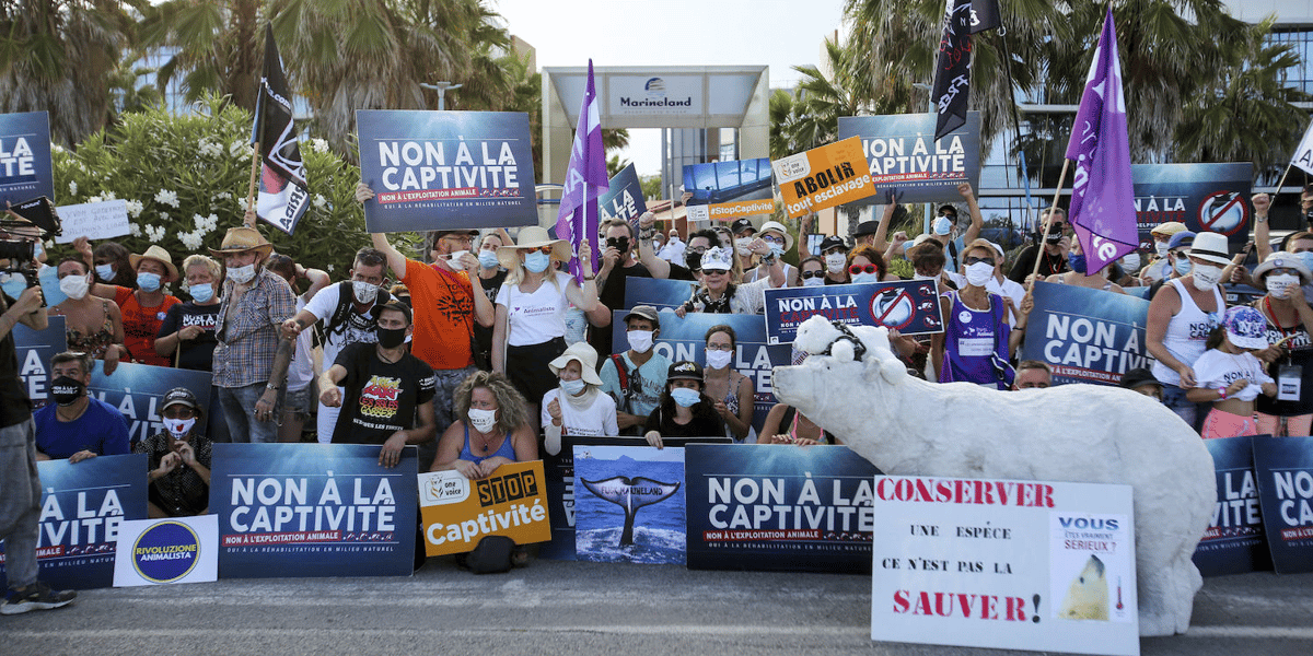 Protestations de membres d'associations de défense animale appelant à la fin de la captivité et de l'exploitation du Marineland d'Antibes, le 16 août 2020.