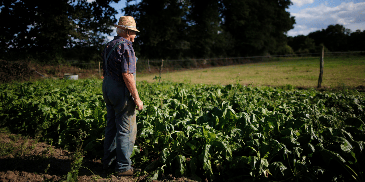 fermier, champ, agriculteur, paysan, betterave, agriculture, avenir
