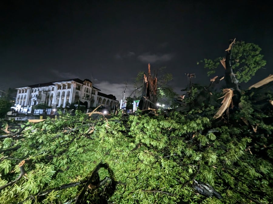 Un arbre geant qui surplombait la capitale de la sierra leone et symbolisait la liberte des esclaves affranchis est tombe apres une forte tempete