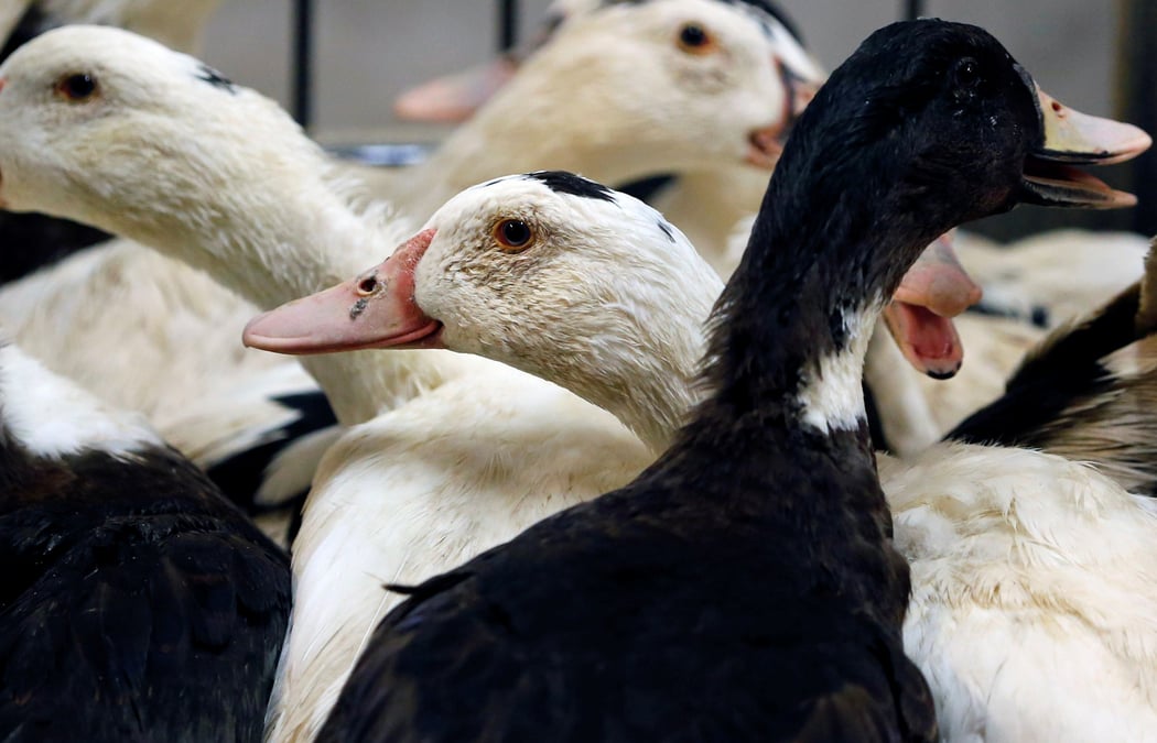 La France est le seul pays à s'être engagé dans une démarche de vaccinations des canards en dépit des freins à l'exportation qu'elle implique.