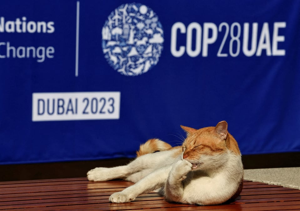 Un chat allonge sur un banc lors de la conference sur le climat cop28 a dubai