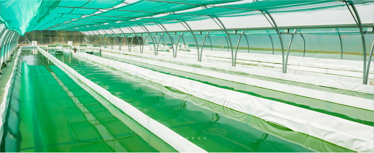 La spiruline peut être consommée en comprimé, liquide ou en poudre.