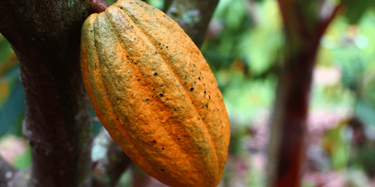 ALTDE_Côte-d'Ivoire  les déchets de cacao convertis en électricité