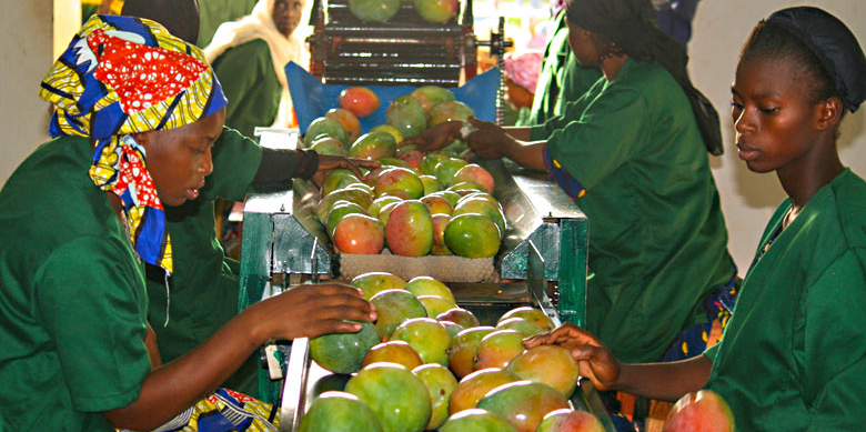 Mangue Mali