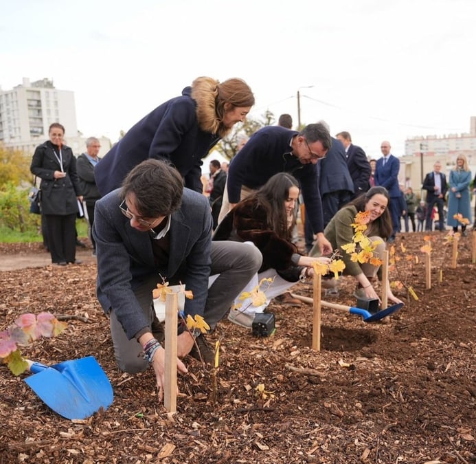 Replantation de vignes dans l'agglomération dijonnaise