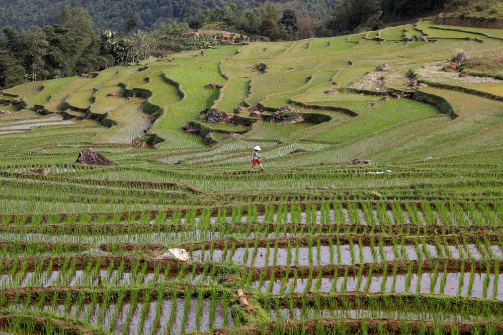 File photo: an ethnic thai farmer works on her terraced rice field in pu luong
