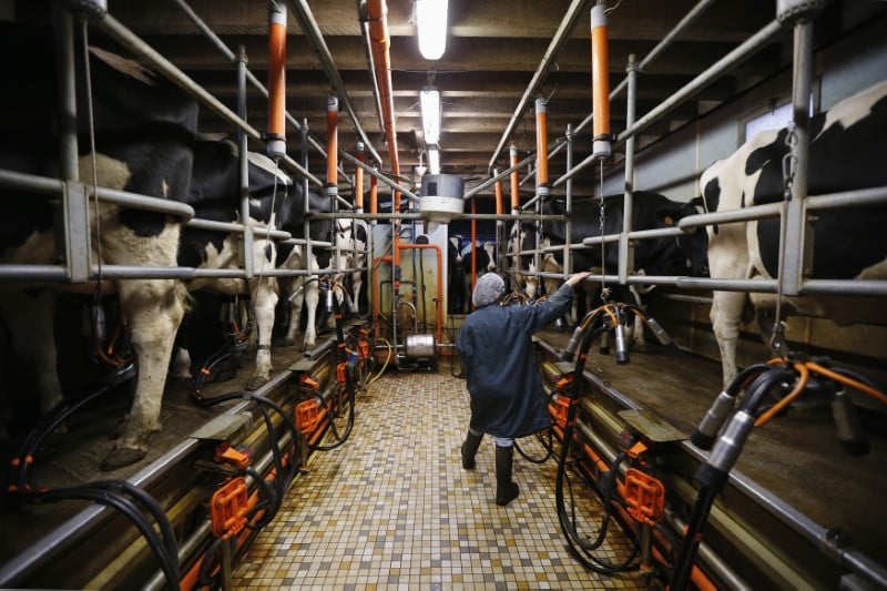 Le prix du beurre et la cotation du lait remontent sur les marches
