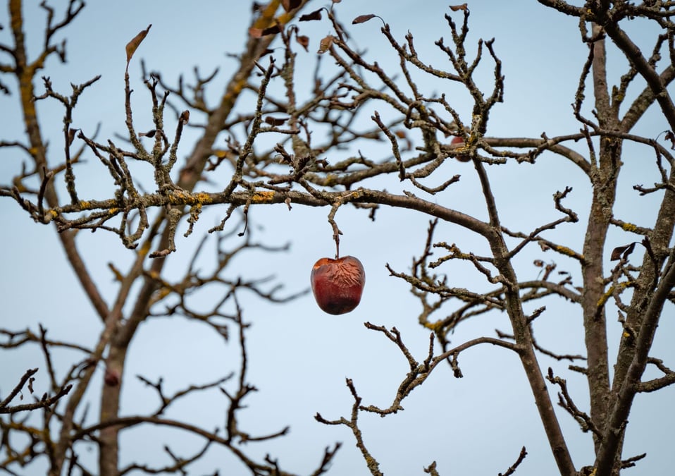 crises en arboricultures