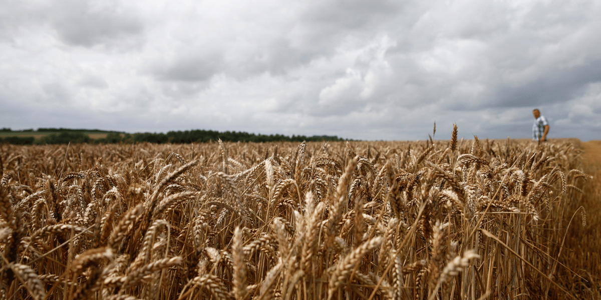 Blé, France, agriculture, céréales, agroalimentaire, paysan, rural, champ, récolte, moisson, fermier,