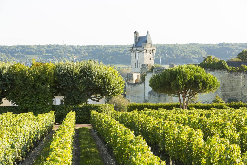 Face aux grosses machines de Bordeaux et de Bourgogne, les vins de Loire misent sur la complexité de leur terroir et leur fraîcheur pour se faire un nom à l’international.