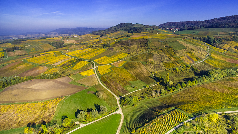 Le vignoble jurassien