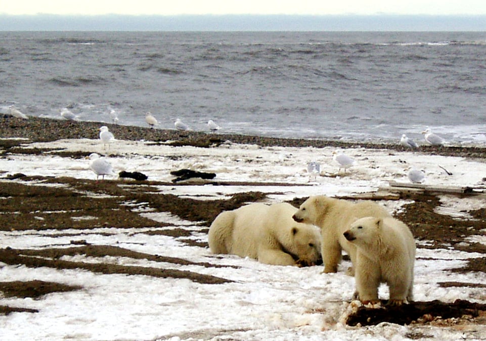 Les operations de forage en alaska suspendues par l'administration biden