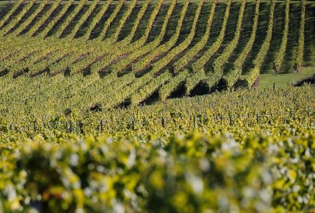 Lvmh acquiert le vignoble californien colgin cellars