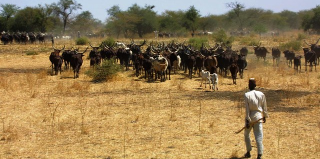 élevage Cameroun pastoralisme
