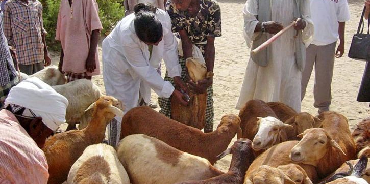 niger élevage