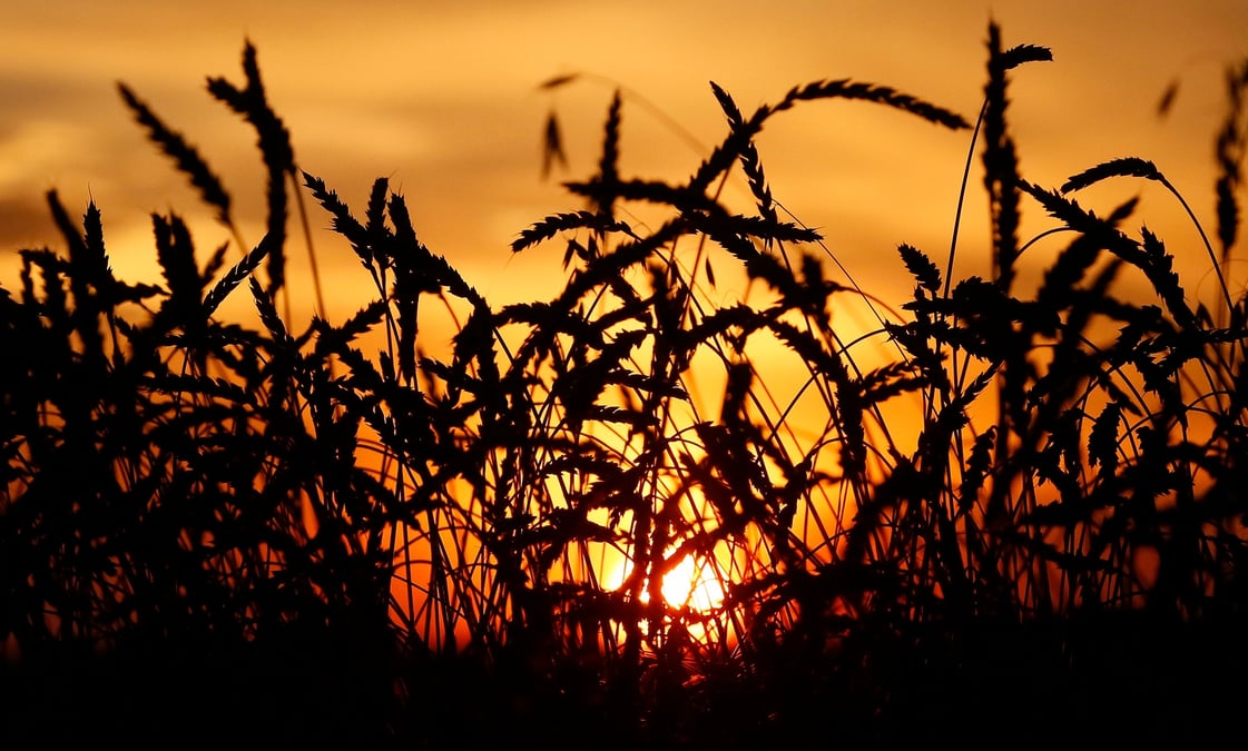 Blé, wheat
