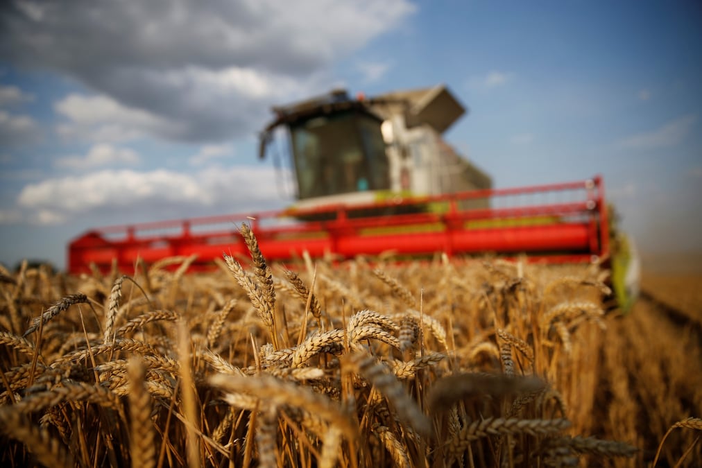 Blé, wheat, moisson