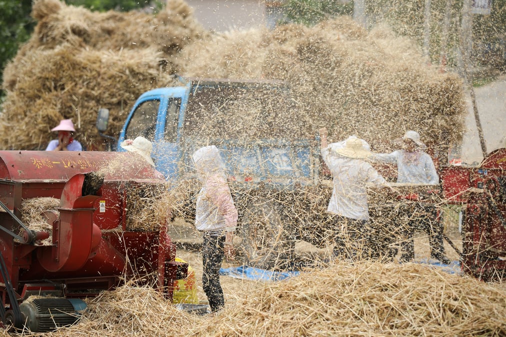 Chine, récolte, moisson, blé, agriculture, fermier,