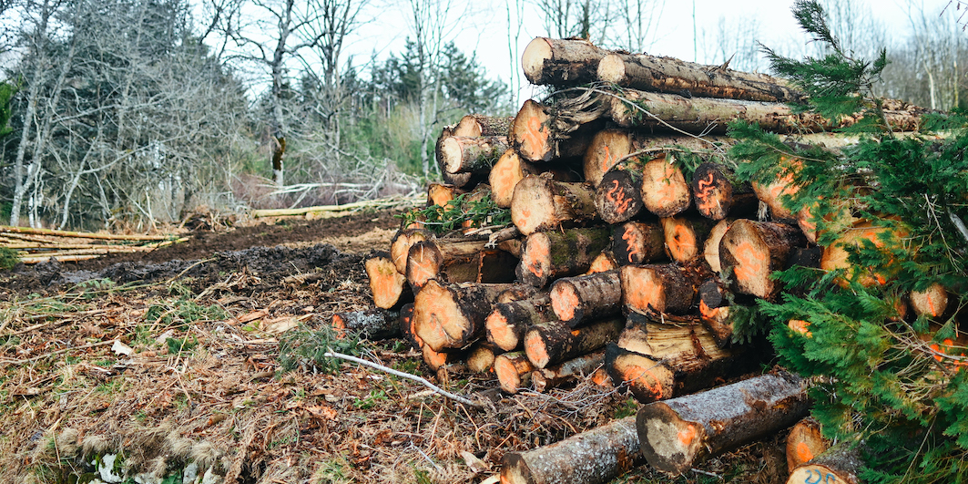 Forêt