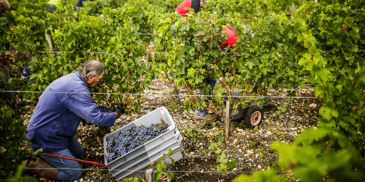 Vendanges Baron Philippe de Rothschild