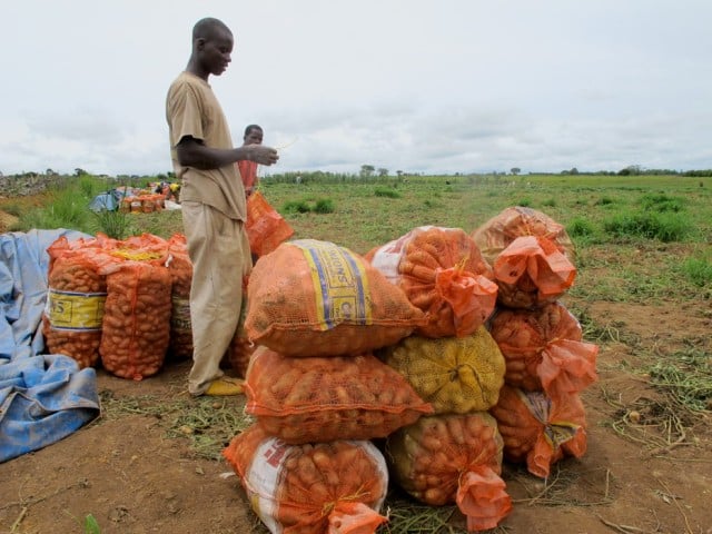 agriculture Guinée FIDA