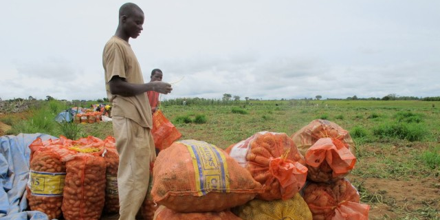 agriculture Guinée FIDA