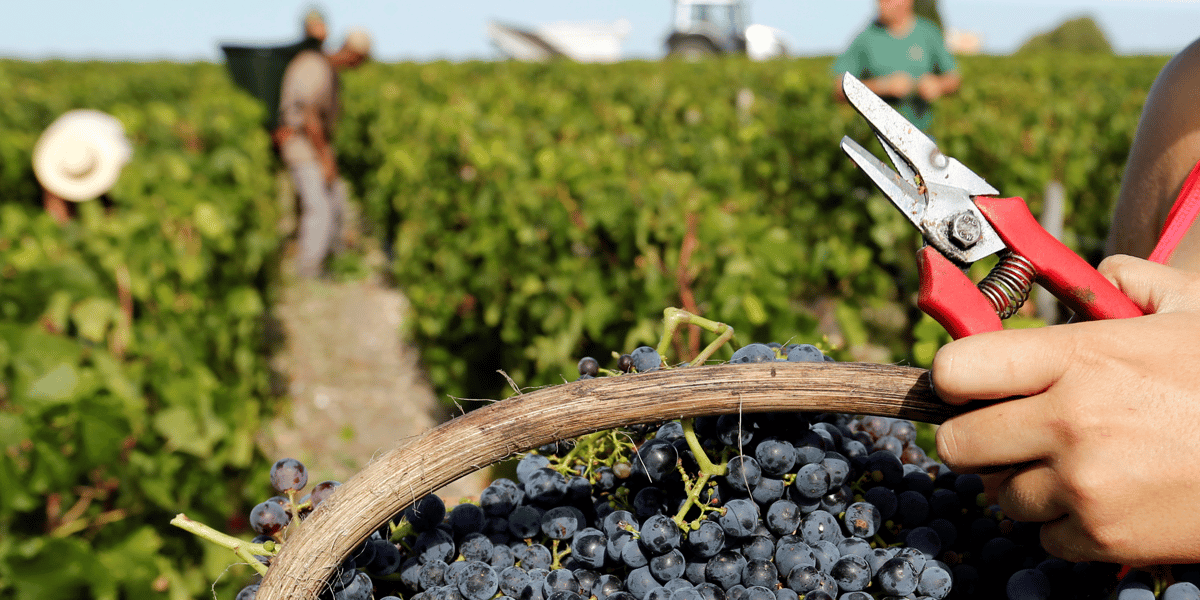 Apres une annee 2018 hors norme, la production mondiale de vin a baisse en 2019
