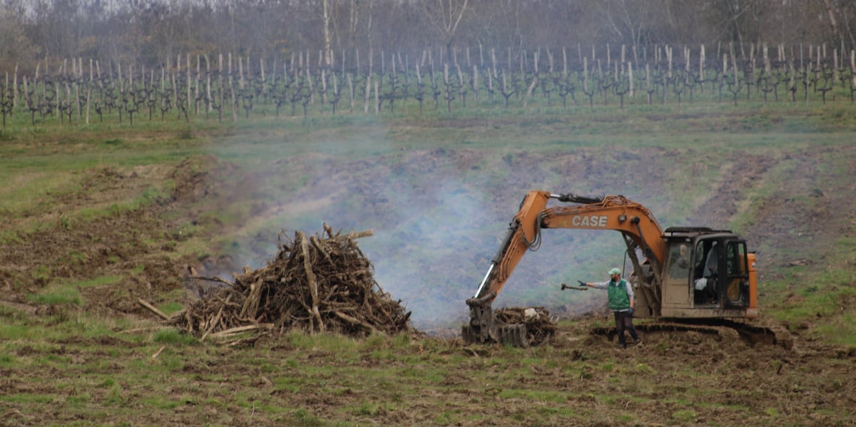 Dans le Bordelais, la campagne d'arrachage a débuté au printemps 2024 et devrait aboutir à la destruction de 8.000 hectares de vigne dès cette année.