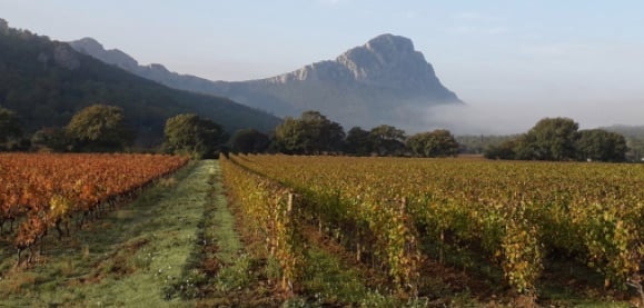 L'appellation du Pic Saint Loup, fleuron viticole de l'Hérault